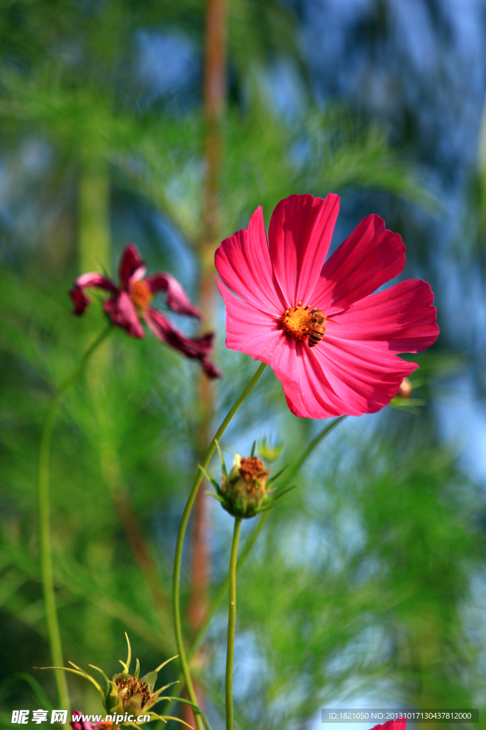 格桑花