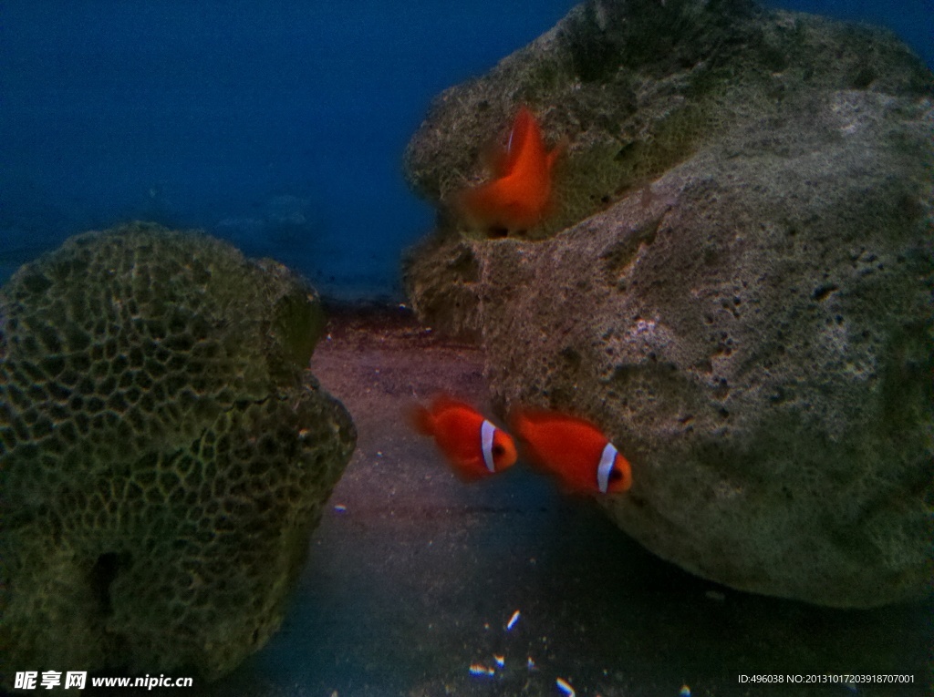 红鱼