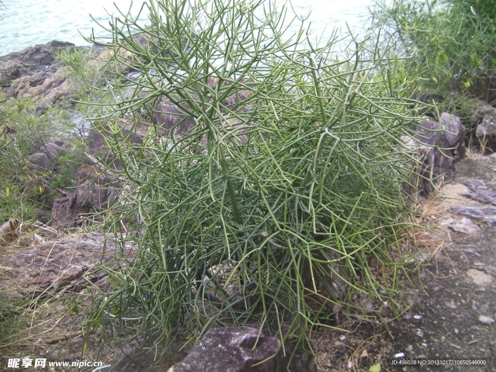 珊瑚草
