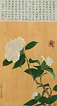 白茶花