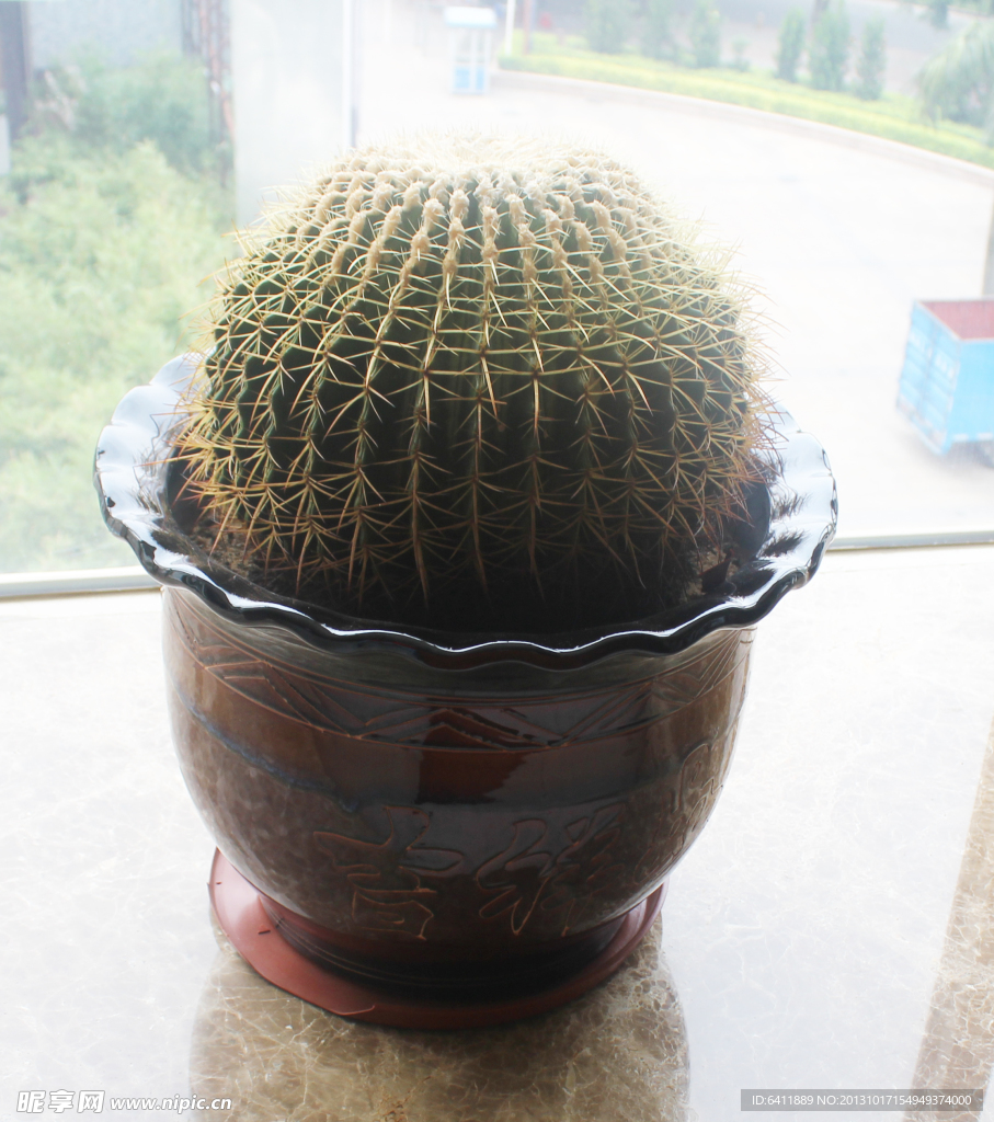 仙人球