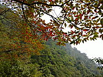 姑婆山红叶