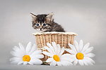 小猫