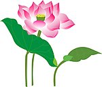 荷花