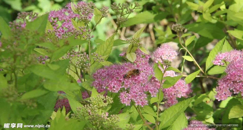 蜜蜂采蜜背景视频素材