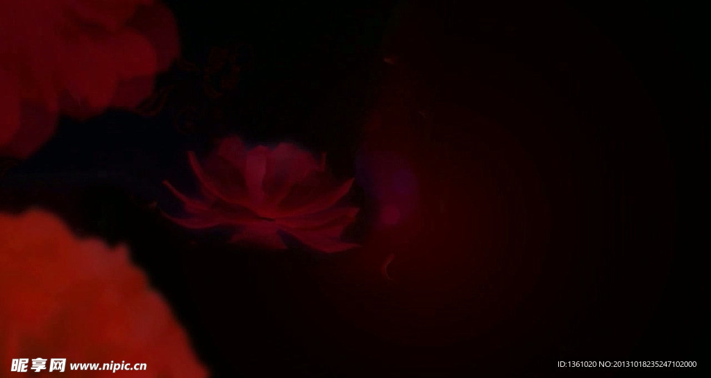 红色花朵背景视频素材