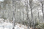 雪林