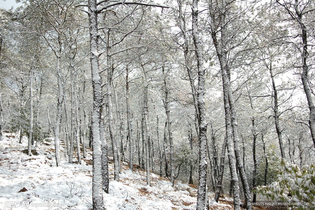 雪林
