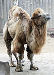 骆驼 动物 野生动物