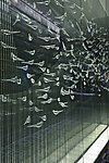飞鱼