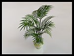 植物模型