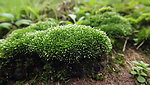 苔藓 绿色植物