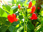 扁豆花