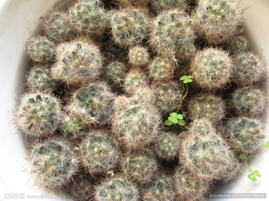 小仙人球