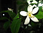 白色香园花