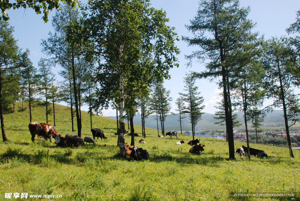 牛儿在山坡吃草