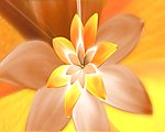 花朵盛开视频素材
