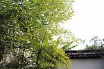 竹子