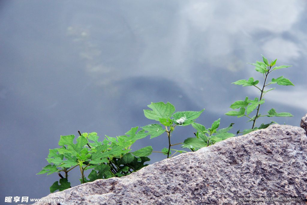 石缝草