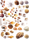 贝壳