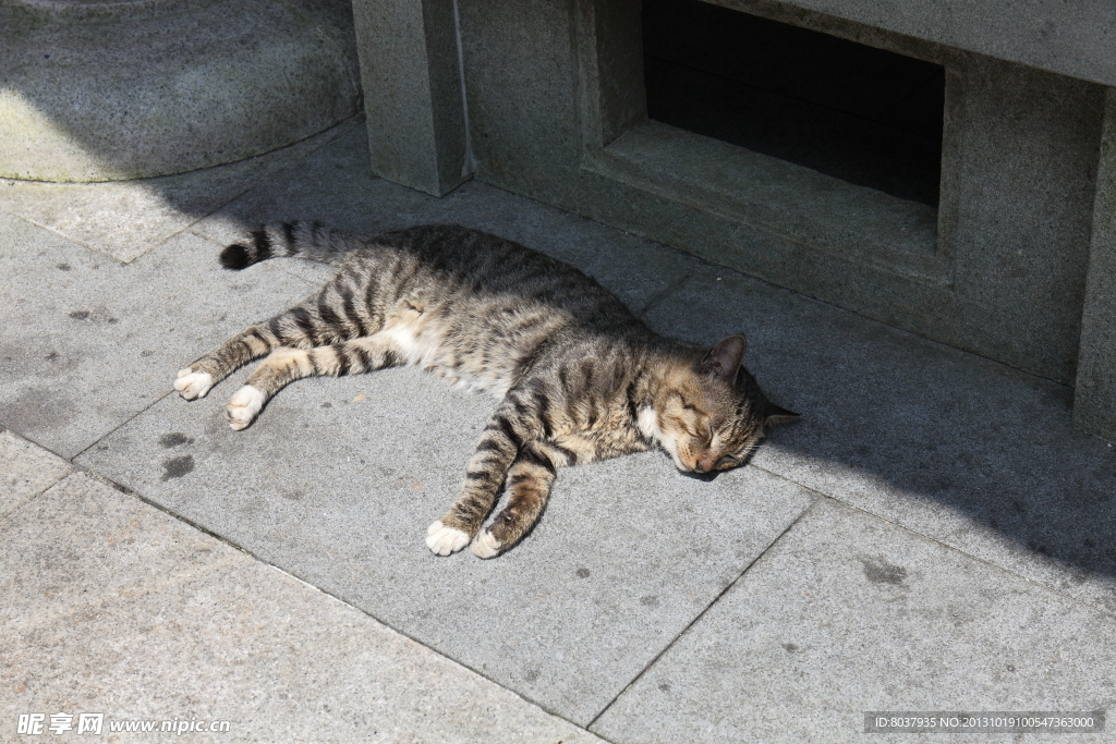 小猫咪