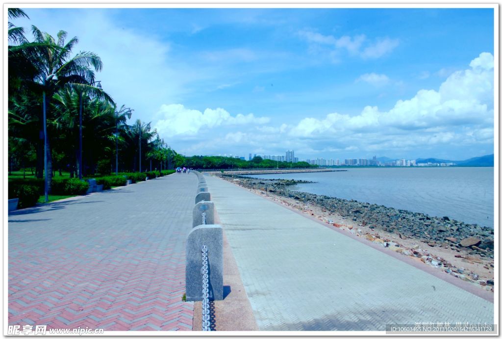 深圳湾风景 红树林