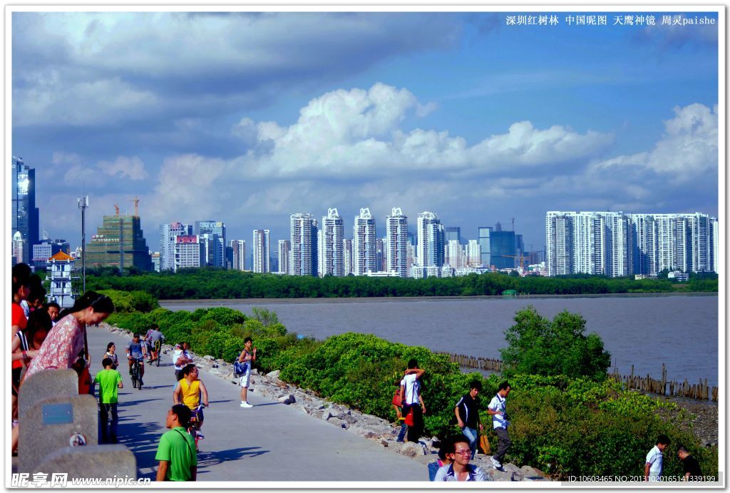 深圳湾风景 红树林