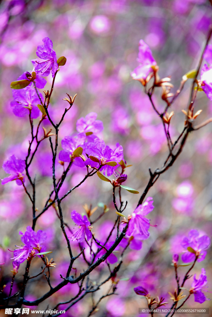 达达香花