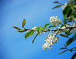 稠李子花