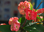 刺梅花