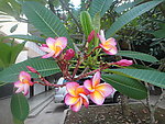 鸡蛋花