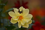 花朵上的小蜜蜂
