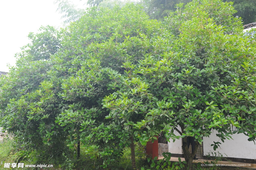 云雾灵山桂花树