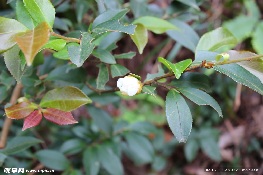 茶花蕾