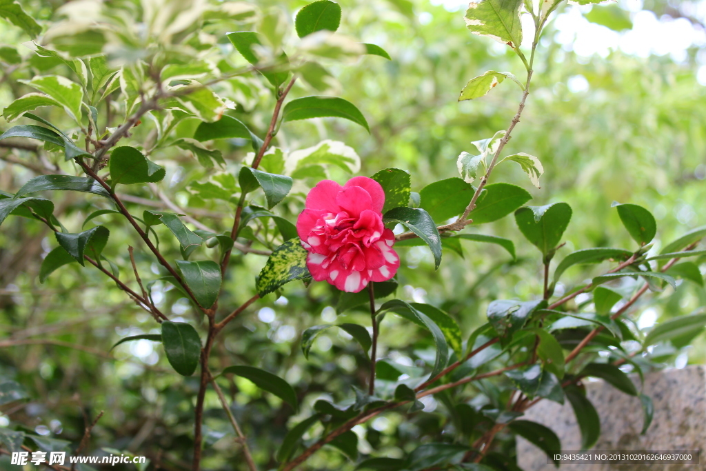 茶花