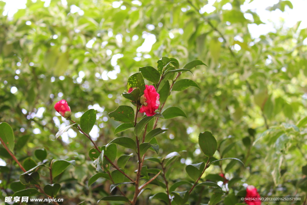茶花