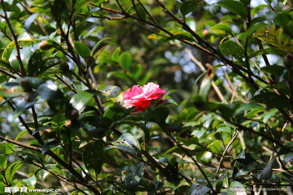 茶花