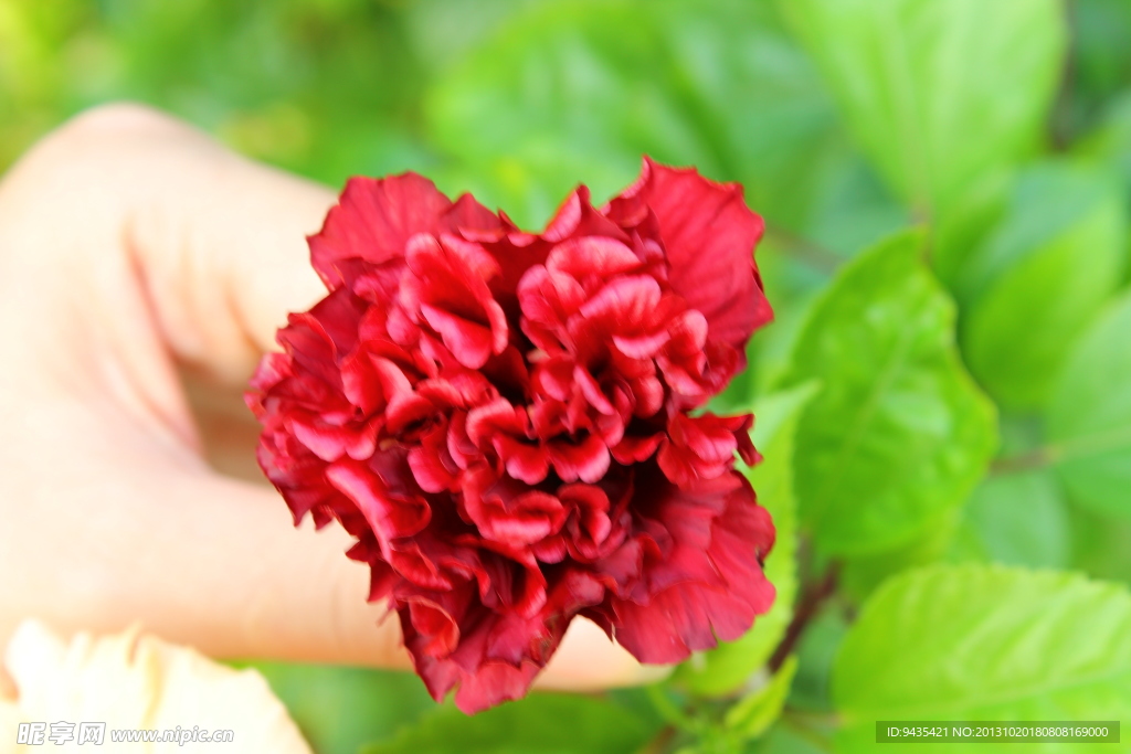 扶桑花