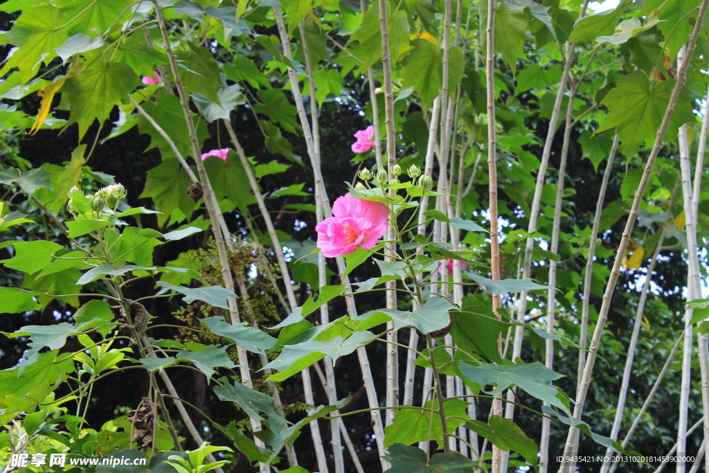 芙蓉花