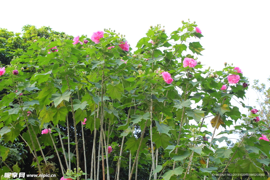 芙蓉花