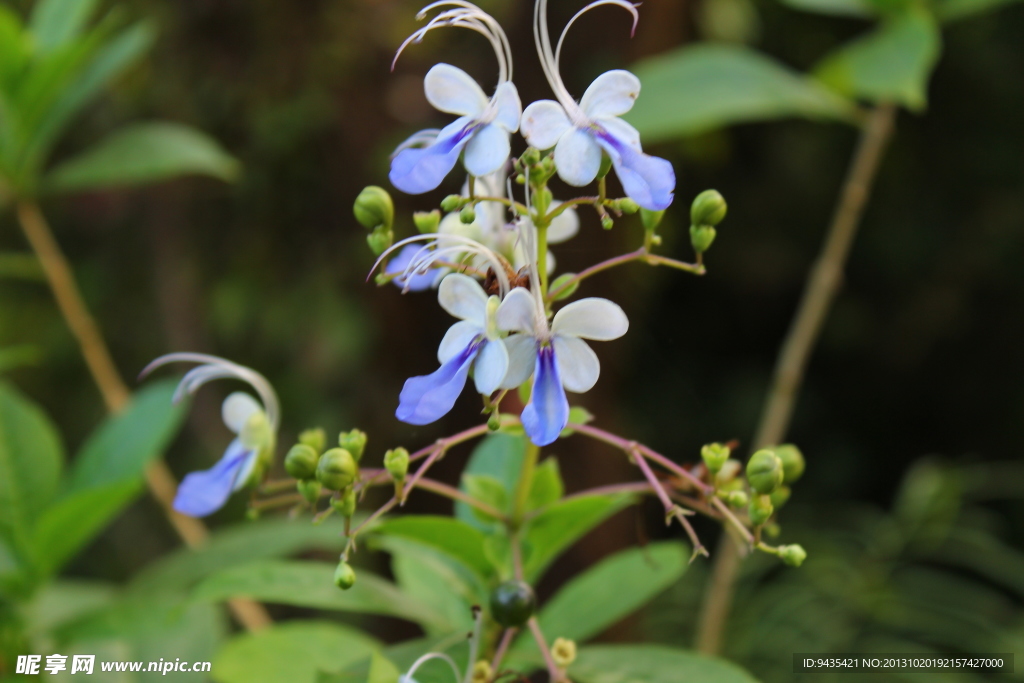 蝴蝶花