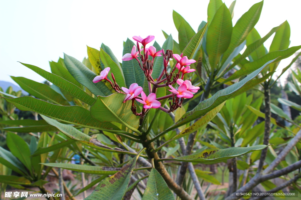 木棉花