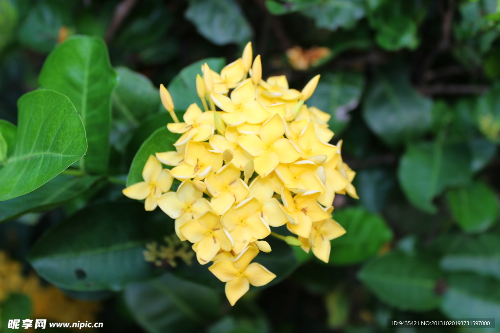 小黄花