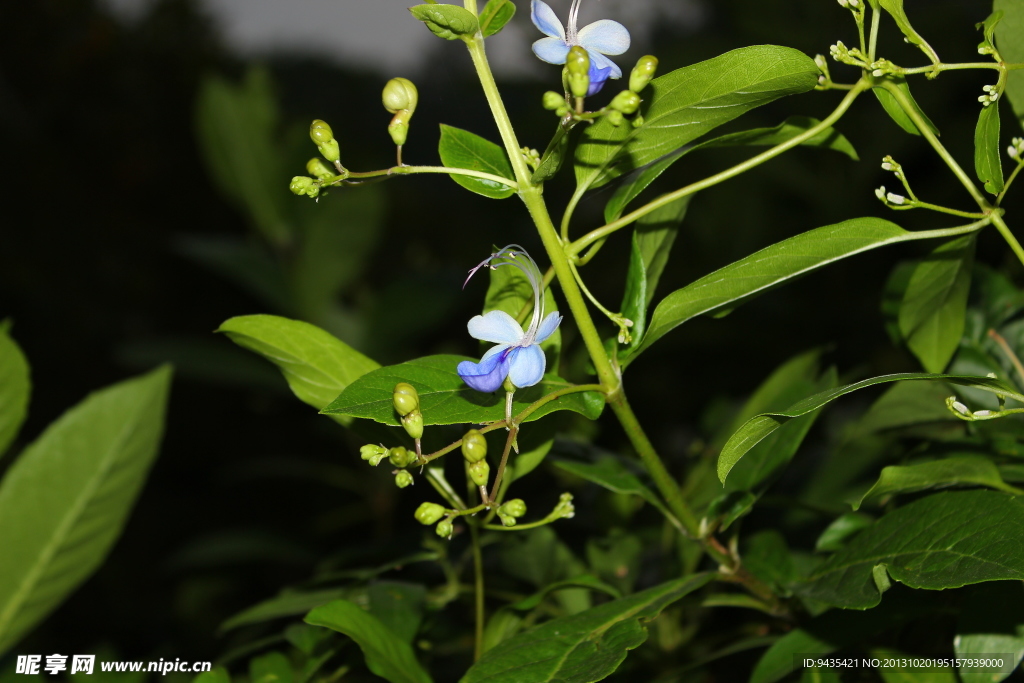 蝴蝶花