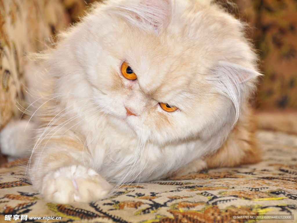波斯猫