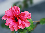 扶桑花
