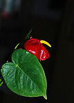 家中红掌花