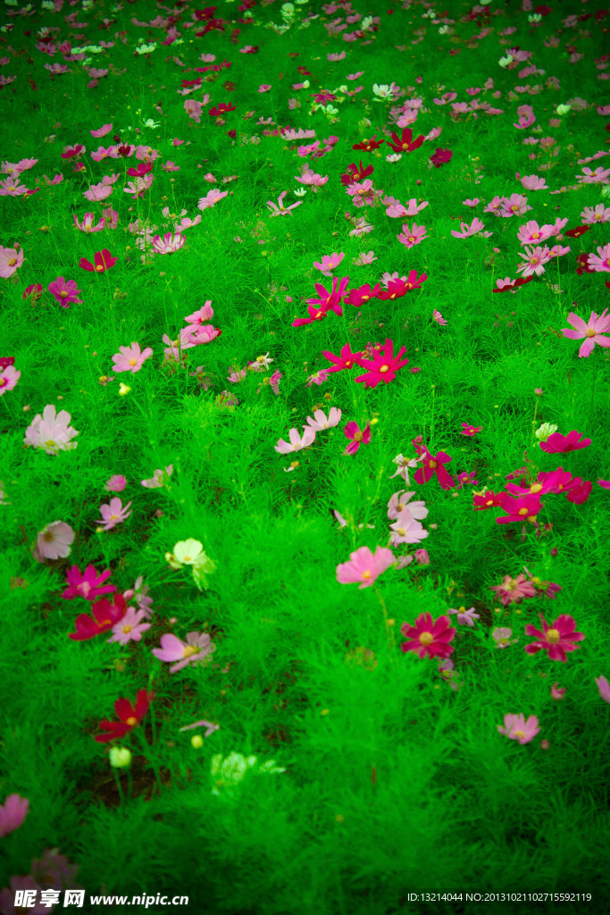 花埔