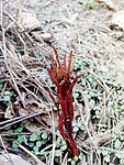 野莓