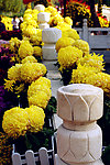 菊花展